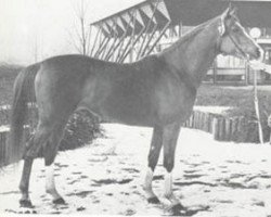 stallion Purpur ox (Arabian purebred, 1971, from Pomeranets 1952 ox)