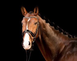 jumper Fortissimo 36 (Hanoverian, 2006, from For Edition)