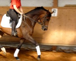 dressage horse Pamuya (Westphalian, 2011, from Moosbachhof's Peron)