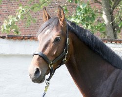 Springpferd Gaudi (KWPN (Niederländisches Warmblut), 2011, von Toulon)
