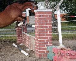 dressage horse Leon (Oldenburg, 2001, from Lifestyle)