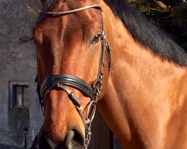 Springpferd Mosul (Deutsches Sportpferd, 2008, von Monte Bellini)