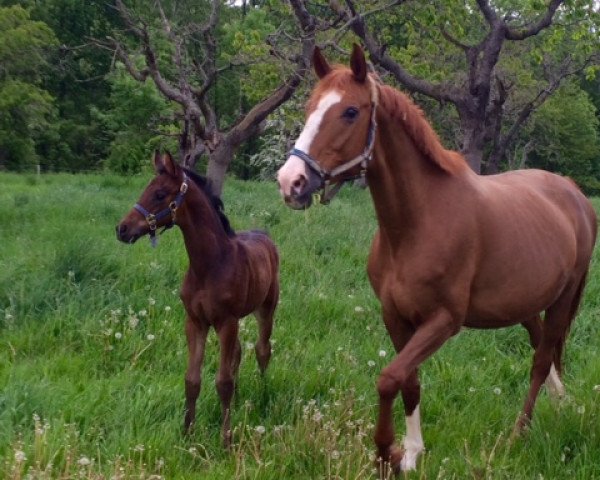 broodmare Flamenca (Saxony-Anhaltiner, 1998, from Flores)