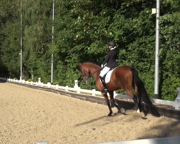 Reitturnier Mettmann - Reitanlage Löckenhoff 2020