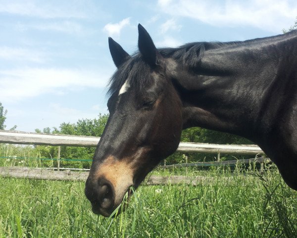 jumper Irish Coffee (Irish horse, 2002)