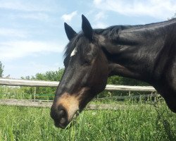 jumper Irish Coffee (Irish horse, 2002)