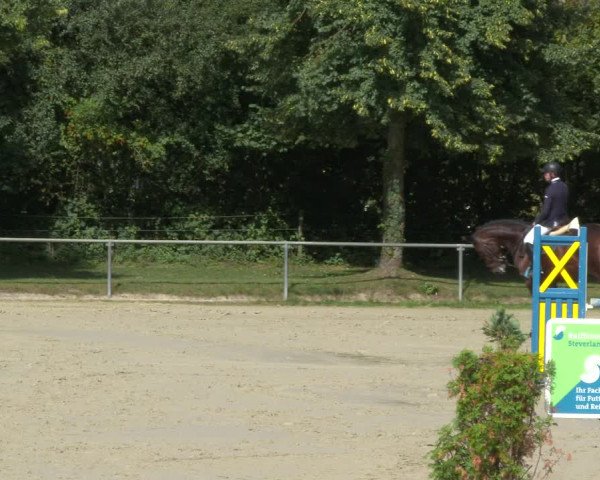 Reitturnier Appelhülsen 2020