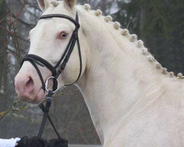 stallion Weissgold GF (German Warmblood, 2004, from Win the Gold GF)