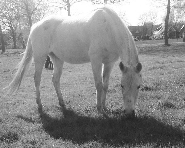 broodmare Shewala ox (Arabian purebred, 1990, from Festiwal ox)