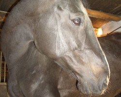 Zuchtstute Santa Maria 31 (Dänisches Warmblut, 2002, von Carano)