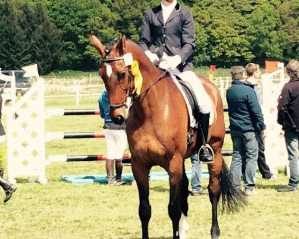 jumper Emilio H (Hanoverian, 2005, from El Bundy)