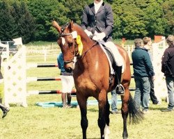 jumper Emilio H (Hanoverian, 2005, from El Bundy)