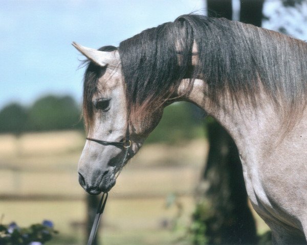 broodmare Shanin ox (Arabian purebred, 2007, from Sharkassow ox)