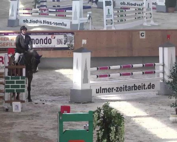 jumper Chequita OT (Oldenburg, 2008, from Check In 2)
