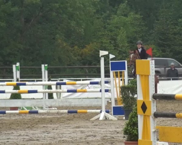 Cavallo da salto Little Joe S 3 (Renano, 2001, di La Poco)