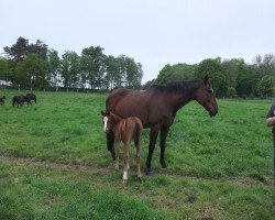 jumper Chanel Ml (Westphalian, 2015, from Cascalido)