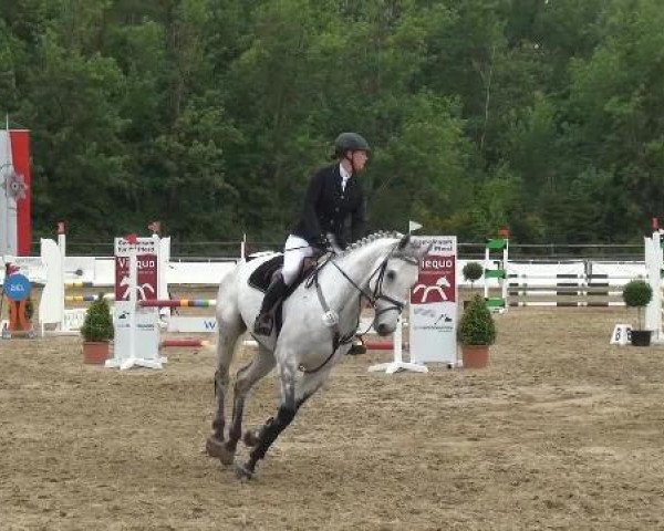 Springpferd Carlson 118 (Holsteiner, 2009, von Claudio)