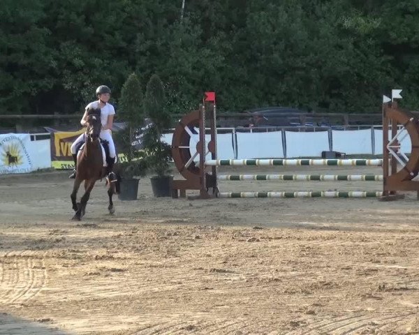 Dressurpferd Amadeus (New-Forest-Pony, 1998, von Nathan)