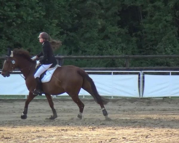Pferd Rosalie 209 (Rheinländer, 2005, von Rosario 37)