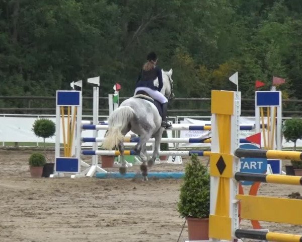 jumper Chablis 164 (Belgian Warmblood, 2002, from Codex)