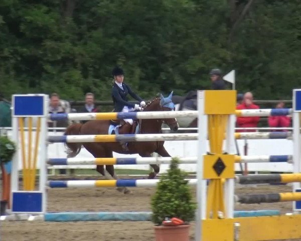 Springpferd Ramazotti 112 (Deutsches Reitpony, 2001, von Oosteinds Ricky)