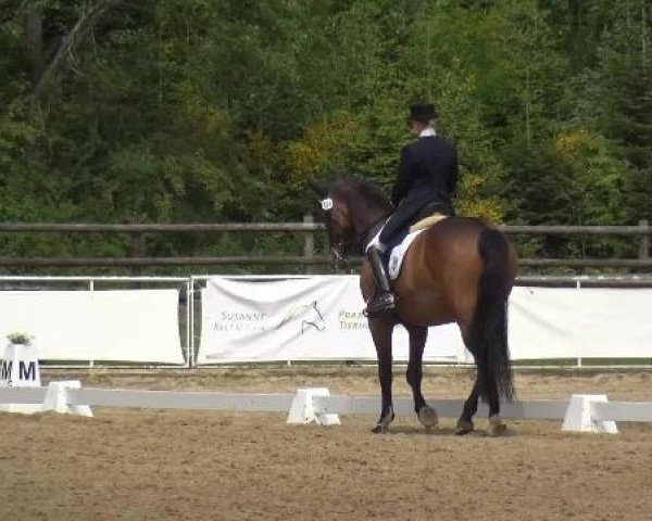 dressage horse Cavallino 17 (Rhinelander, 2002, from Come On)