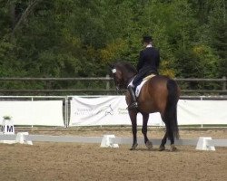dressage horse Cavallino 17 (Rhinelander, 2002, from Come On)