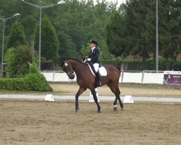 dressage horse Land-River (Oldenburg show jumper, 2003, from Landsieger I)