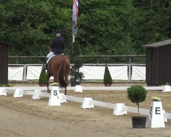 Dressurpferd Fehline H (Rheinländer, 2007, von Fürst Grandios)