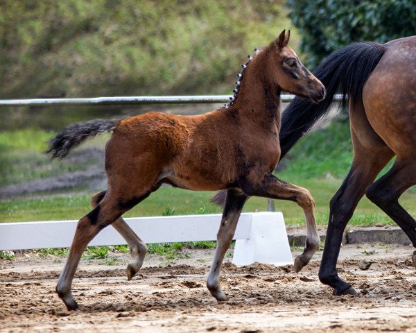 dressage horse Goldbachs Damian (German Riding Pony, 2021, from Dean)