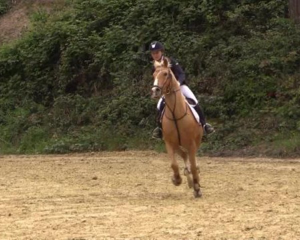 dressage horse JDJ's Dubai (KWPN (Royal Dutch Sporthorse), 2009, from Hagelkruis Valentijn)