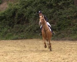 dressage horse JDJ's Dubai (KWPN (Royal Dutch Sporthorse), 2009, from Hagelkruis Valentijn)