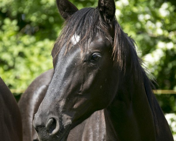 horse Salizzole (Oldenburg, 2014, from Sir Donnerhall I)