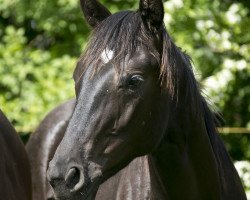 Pferd Salizzole (Oldenburger, 2014, von Sir Donnerhall I)