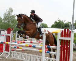 Cavallo da salto Elton (Hannoveriano, 2007, di Earl)