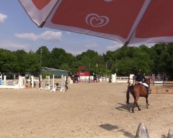 Pferd Lotta Lou (Westfale, 2004, von Lortino)