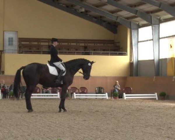 dressage horse De Lord 2 (Saxony-Anhaltiner, 2004, from De Niro)