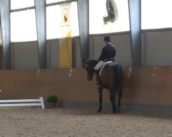 Dressurpferd Pik Cocojack (Rheinländer, 2003, von Prinz Miro)