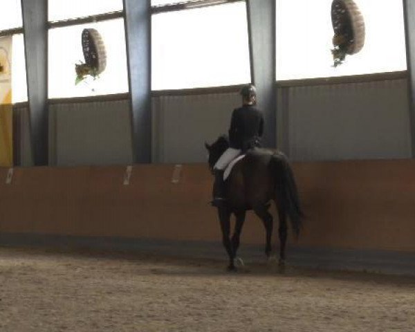 Dressurpferd Fair Play 177 (Westfale, 2004, von Future)