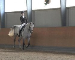 dressage horse Rudi 293 (Rhinelander, 2006, from Rocket Star)