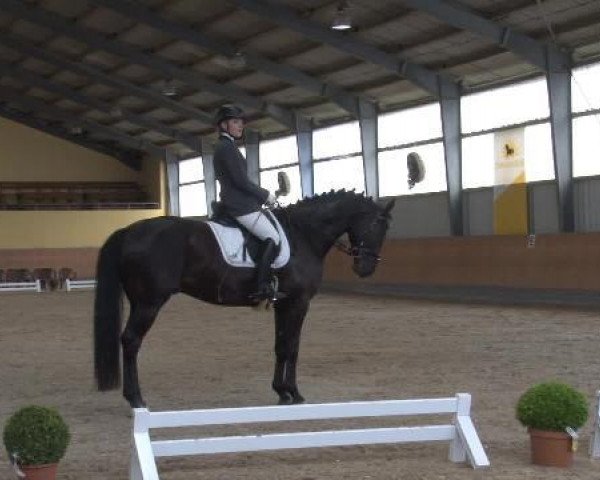 dressage horse Lord Lennox 23 (Rhinelander, 2006, from Lord Loxley I) dressage horse Lord Lennox 23 (Rhinelander, 2006, from Lord Loxley I)