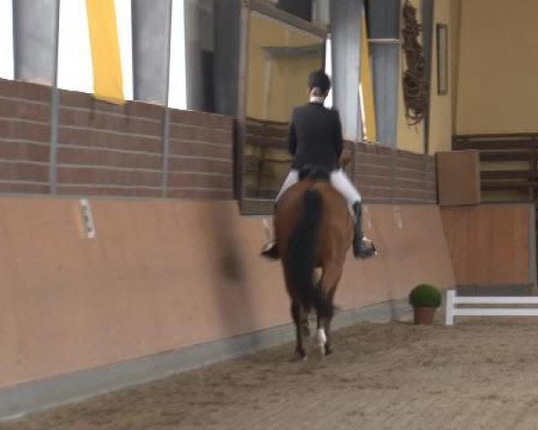 dressage horse Leviathan 24 (German Warmblood, 2006, from Lorgos GL)