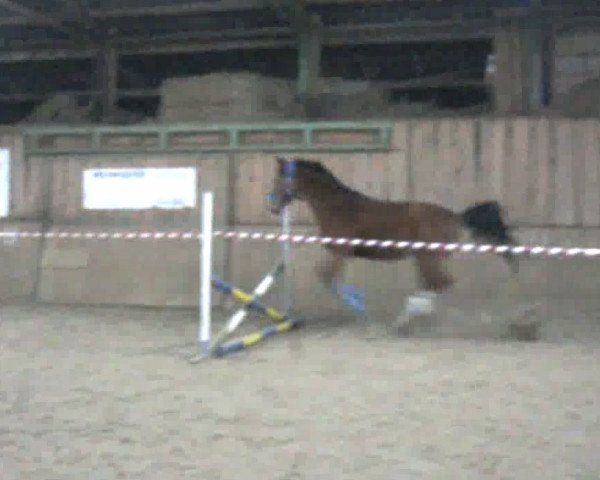 jumper Reflex Gin (Bavarian,  , from Rasso)