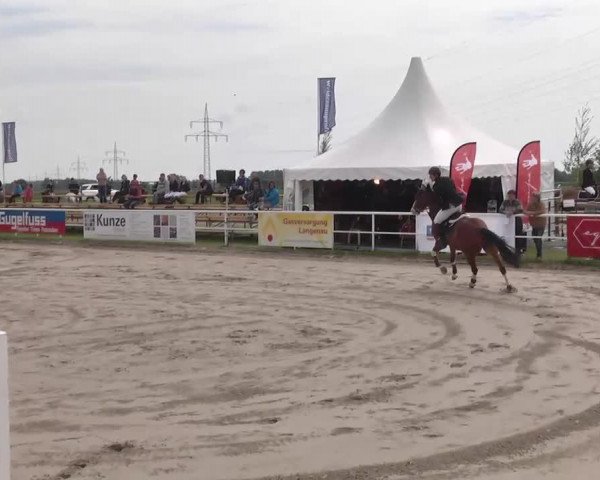 jumper Connect 4 (Oldenburg, 2009, from Cornet's Prinz)