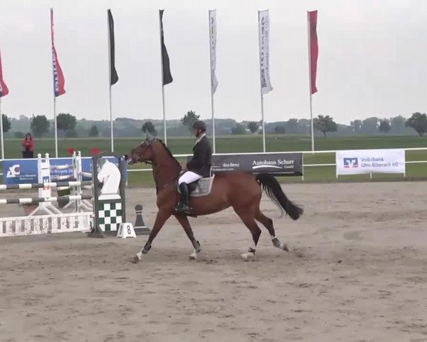 broodmare Vanessa 254 (KWPN (Royal Dutch Sporthorse), 2002, from Niveau) broodmare Vanessa 254 (KWPN (Royal Dutch Sporthorse), 2002, from Niveau)
