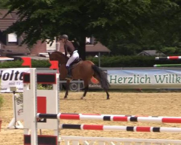 jumper Cruise On By (Holsteiner, 2010, from Connor)