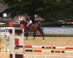 jumper Cruise On By (Holsteiner, 2010, from Connor)