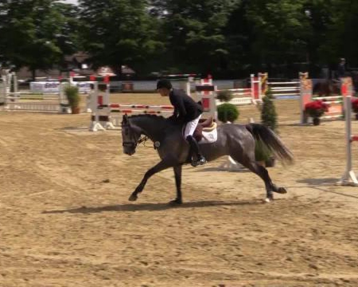 Jumper Checkmaxx (Holsteiner, 2010, from Corrado I)