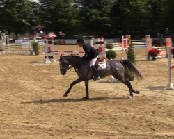 jumper Checkmaxx (Holsteiner, 2010, from Corrado I)