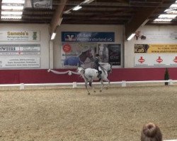 dressage horse Zafiro 11 (Spanish Sport Horse, 2004, from Aljarafe)
